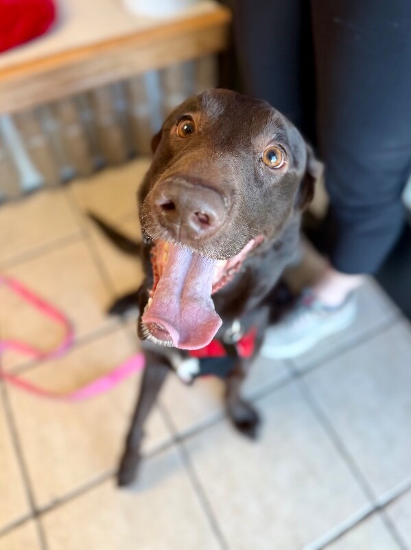 Picture of the Animal Listed